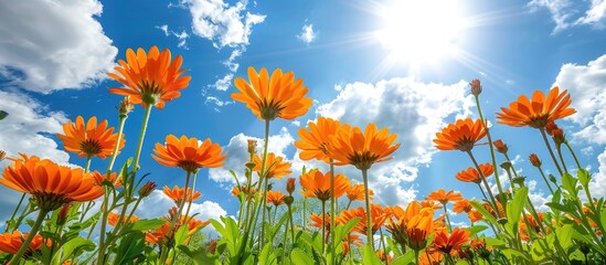 Poster - Blooming orange flowers in a landscape with a bright blue sky and white clouds in the background perfect for a copy space image