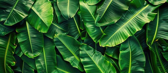 Poster - Banana tree leaves create a textured abstract background with ample copy space image