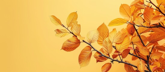Aufkleber - Autumn tree branch close up on a light yellow background ideal for design projects with copy space image for text in a web banner