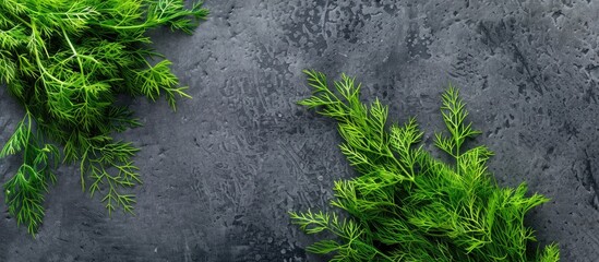 Poster - Top down view of vibrant green dill on a grey surface with ample copy space image