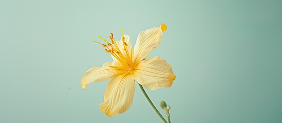 Fototapete - A delicate yellow bloom with slender petals set against a soft light green backdrop perfect for a copy space image