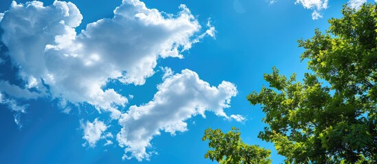 Poster - Blue sky with fluffy clouds providing a backdrop for a tree top with copy space image