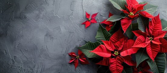 Poster - Composition featuring poinsettia flowers on a grey backdrop with copy space image