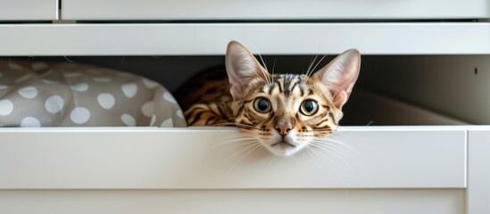 Poster - A Bengal cat is concealed in the wardrobe s white drawer with copy space image