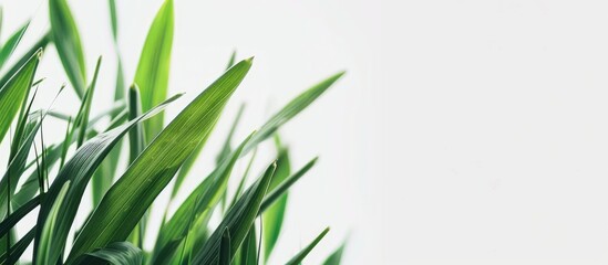 Aufkleber - Close up of isolated grass leaves on a white background with copy space image