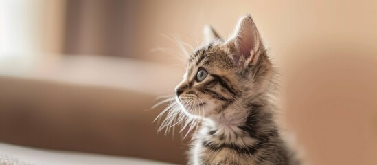 Poster - American shorthair kitten adorable with copy space image