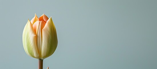 Aufkleber - A beautiful tulip bud about to bloom shown in a copy space image