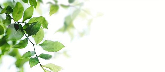 Fototapete - A blurred image of a green leafy branch against a white background with added copy space for text or other elements