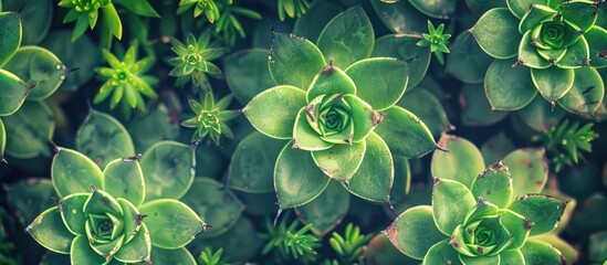 Poster - Close up view of a green cactus plant background with copy space image for text placement captured from top and side angles showcasing a succulent ornamental plant
