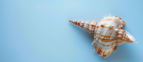 Aufkleber - Bird s eye view of a dried seashell on a light blue backdrop with copy space image
