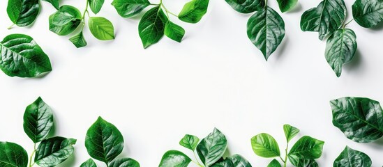 Aufkleber - Close up of a set of green leaves on a white background with copy space image