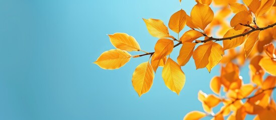 Sticker - Bright yellow autumn leaves against a blue sky create a colorful fragment suitable as a copy space image