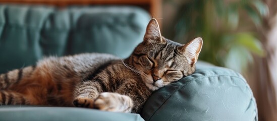 Poster - A cat comfortably lounging in a cozy home with a blank space for an image. Creative banner. Copyspace image