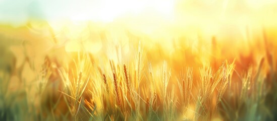 Poster - Blurred cornfield view creating an abstract background with plenty of copy space image