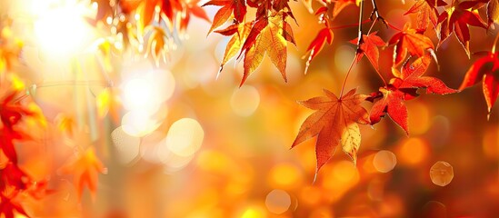 Poster - During autumn the leaves display stunning warm hues creating a beautiful copy space image