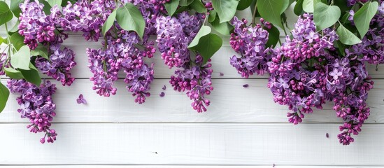 Canvas Print - Top down view of lilac flowers set against a white wooden backdrop with ample space for text or graphics copy space image