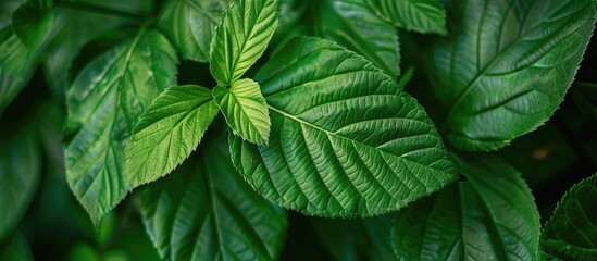 Fototapete - A detailed shot showcasing a green leaf pattern ideal as a natural background with copy space image