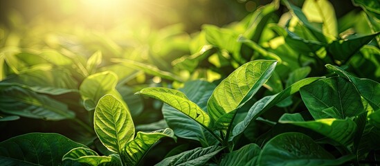 Poster - Close up view of tobacco bushes with vibrant green leaves illuminated by sunlight ideal for a copy space image