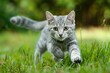 © furyon - playful american shorthair cat caught midpounce over lush grass sleek feline form displays agility and hunting instinct in dynamic actionpacked pose