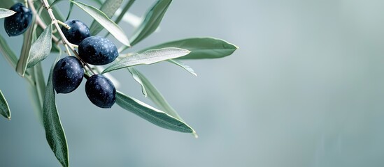 Canvas Print - With copy space image a black olive on a branch contrasts beautifully against the background for your text placement