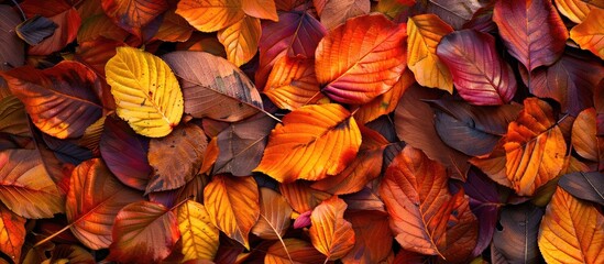 Poster - During autumn the leaves display stunning warm hues creating a beautiful copy space image