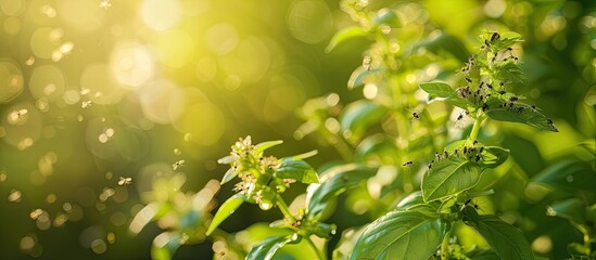 Poster - Abundant Oriental fruit flies on the Holy basil plant in a copy space image