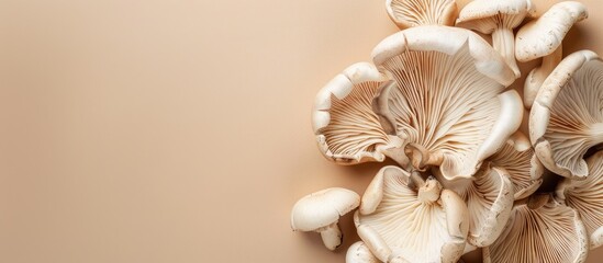 Aufkleber - Beige background with fresh oyster mushrooms providing copy space image