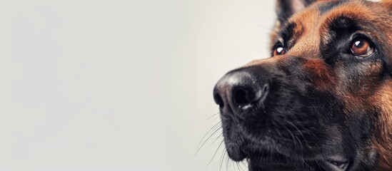 Poster - Close up image of a single young German Shepherd dog with a white background perfect for copy space