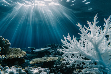 vivid imagery of coral reef bleaching as white corals glow under sunlight, showcasing stress on mari