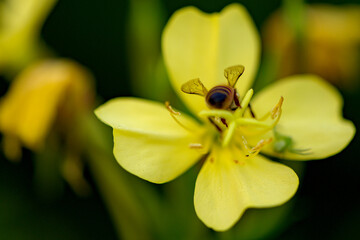 Evening primrose and snails and bees lying on its leaves, a natural sight