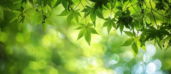 Wall Mural - Close up of maple tree branches during summer featuring green leaves and seeds against a summery backdrop ideal for a copy space image