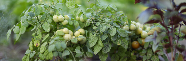 Wall Mural - A bunch of green tomatoes hanging from a plant. The tomatoes are ripe and ready to be picked