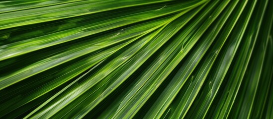 Aufkleber - A detailed view of the intricate patterns and textures found on a Green Palm leaf in a natural setting with a nature background perfect for a copy space image