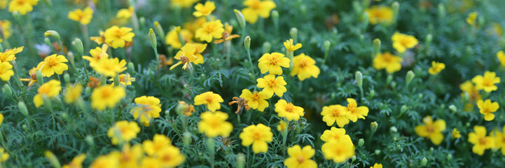 Wall Mural - A field of yellow flowers with a bright and cheerful mood. The flowers are scattered throughout the field, with some in the foreground and others in the background