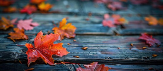 Aufkleber - Autumn colored maple leaves on a damp wood surface with room for a copy space image