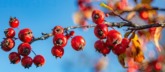 Poster - Close up of a hawthorn branch with large red fruits set against a blue autumn sky creating a vivid nature background for use as a fresh wallpaper with a selective focus on the copy space image