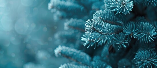 Poster - Close up of a fluffy fir tree branch with a classic blue hue ideal for a Christmas wallpaper with ample copy space for inserting text or images