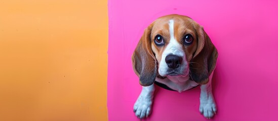 Sticker - A charming beagle dog emerges from a hole against a colorful backdrop The canine is set on a vibrant pink background with a blank area for text High quality copy space image