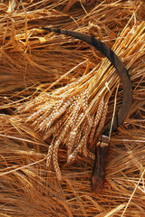 Wall Mural - ears wheat and old sickle on field, natural background. Wheat field harvest and ripe wheat straws. harvesting and agriculture concept. Lammas, Lughnasadh symbol