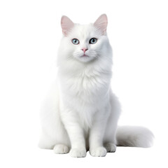 Wall Mural - cat looking isolated on white