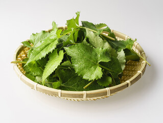 Wall Mural - Close-up of wet Wild Aster leaves on bamboo basket, South Korea
