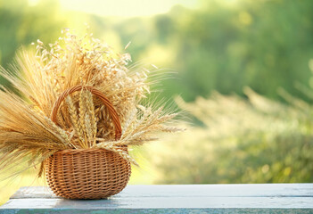 Wall Mural - wicker basket full of ripe grain spikelets of wheat on table in garden, natural abstract background. Harvest concept. summer, autumn season. rustic composition. Lammas, Lughnasadh symbol