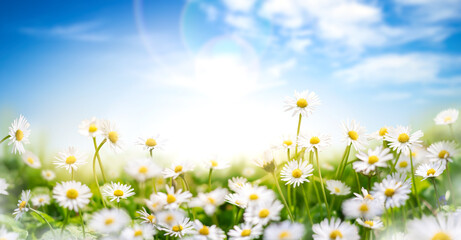 Wall Mural - Fresh real daisy flowers, blossoms, growing in meadow grass on a warm sunny spring summer day with a bright sunlit blue sky background