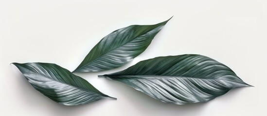 Poster - Three Green Leaves on White Background