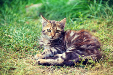 Wall Mural - Cat in nature outdoors. Funny kitten lying in the garden on a sunny summer day. Horizontal banner