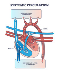 Sticker - Systemic circulation with heart and aorta blood system outline diagram, transparent background. Labeled educational scheme with upper and lower extremities supply with oxygen illustration.