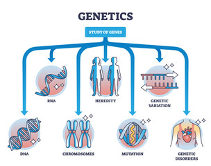 Wall Mural - Areas of study within genetics and gene learning fields outline diagram, transparent background. Labeled educational scheme with RNA, DNA, chromosomes.