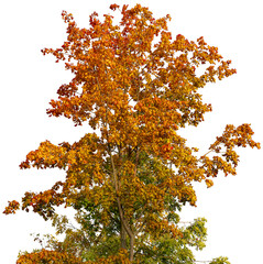 large tree crown. branches of tree canopy in autumn, with yellow, red, and green leaves, are illumin