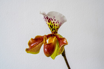 Wall Mural - Close up of a flowering Paphiopedilum, Lady`s Slipper. Venus slipper or Callosum orchid (Paphilopedium)
