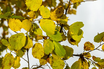 Wall Mural - Colorful autumn leaves on a Witch Hazel,in a garden